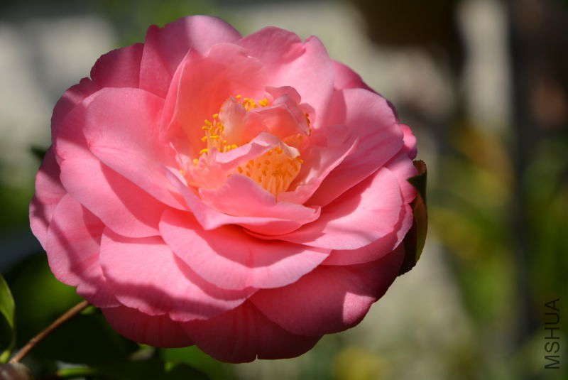 DSC_89331489.JPG