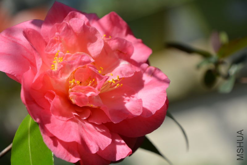 DSC_88851441.JPG