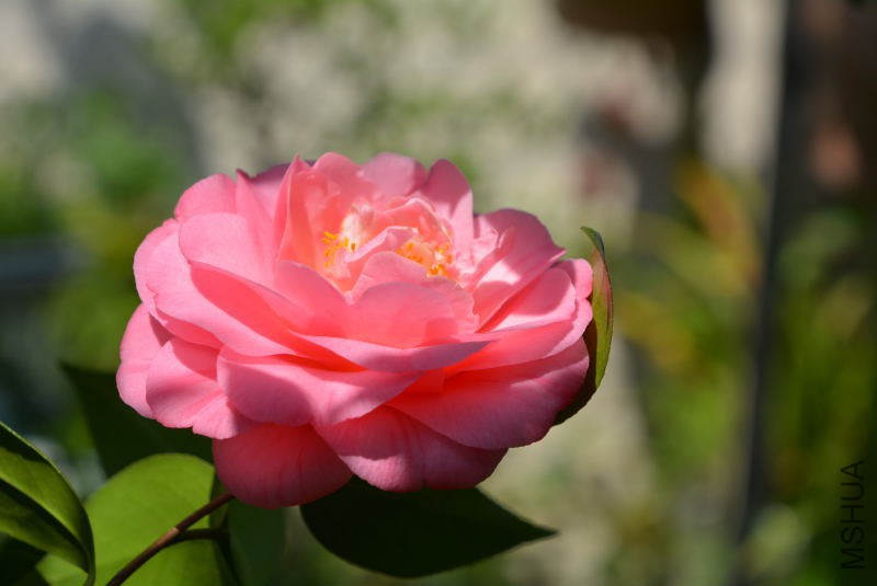 DSC_89351491.JPG