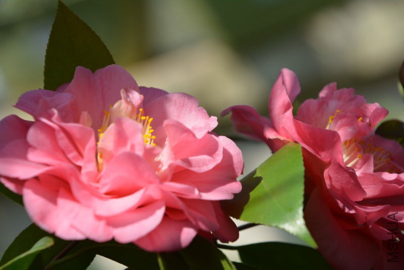 DSC_88881444.JPG