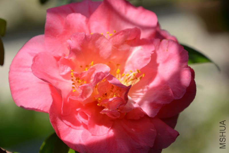 DSC_88781434.JPG