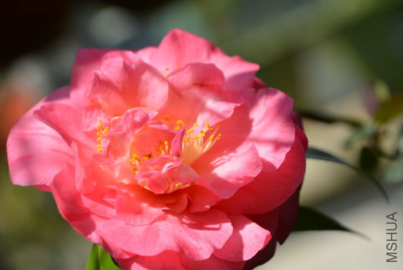 DSC_88841440.JPG