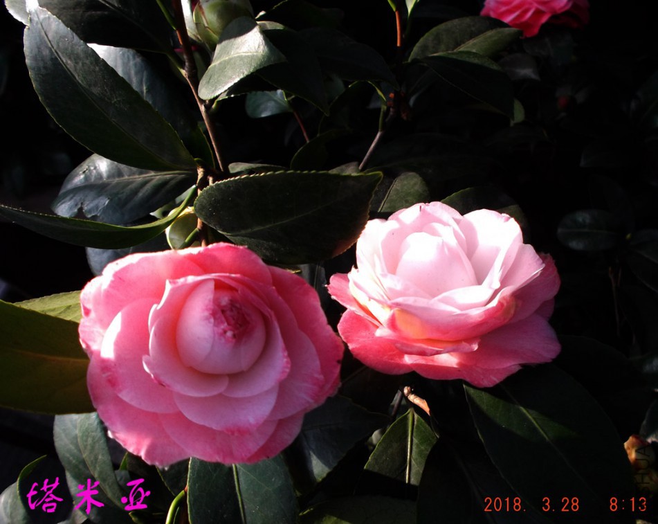2018-3-28jxsw 018����w.jpg