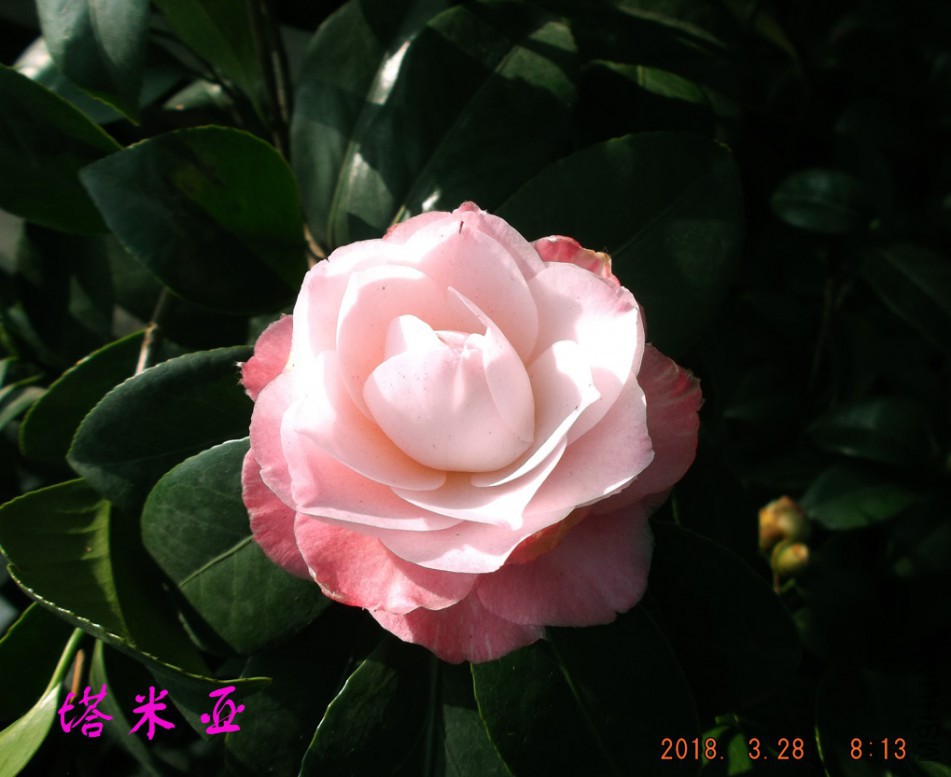 2018-3-28jxsw 019����w.jpg