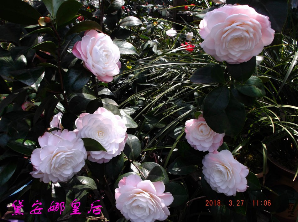 2018-3-27jx 057����w.jpg