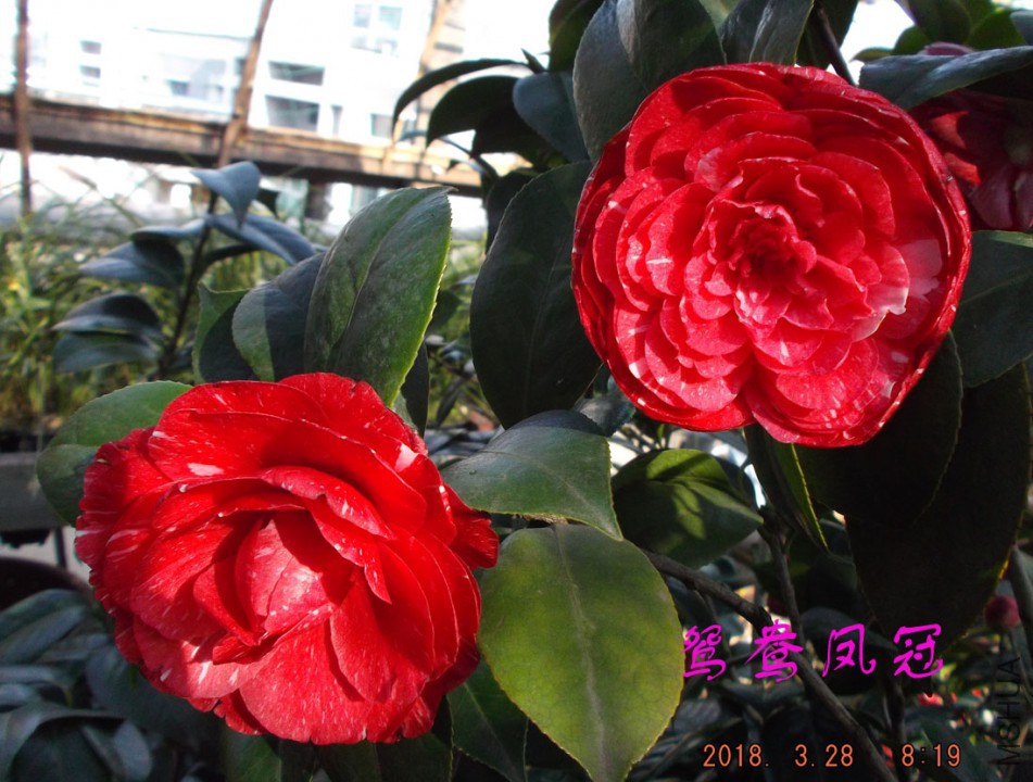 2018-3-28jxsw 036����w.jpg