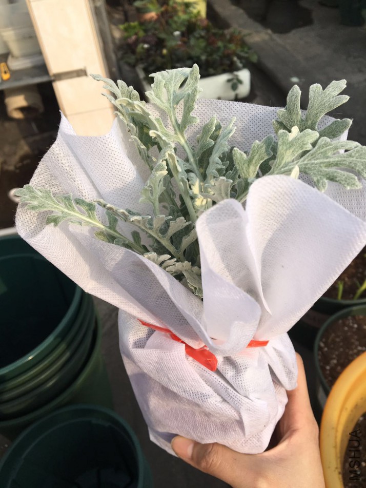 ��Ҷ���ر��ʺϱ���װ����