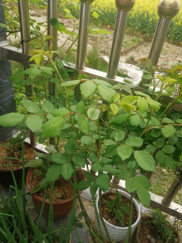 ΢��ͼƬ_20180329114919.jpg