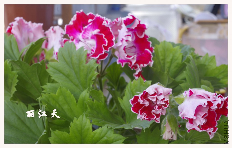 _IGP7786.JPG