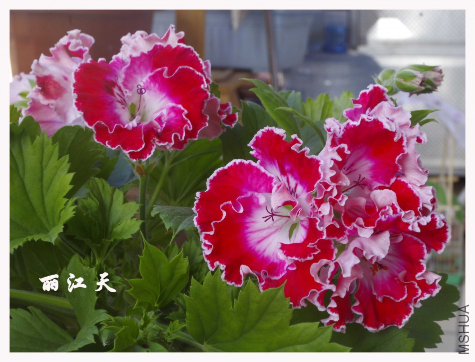 _IGP7790����.jpg