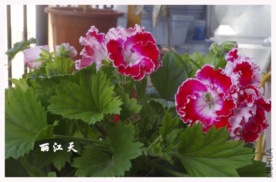 _IGP7791����.jpg