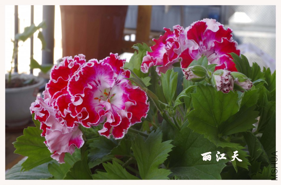 _IGP7792.JPG