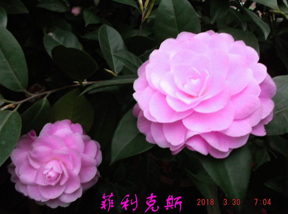 2018-3-30jx 005����.jpg