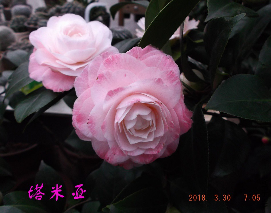 2018-3-30jx 008����.jpg