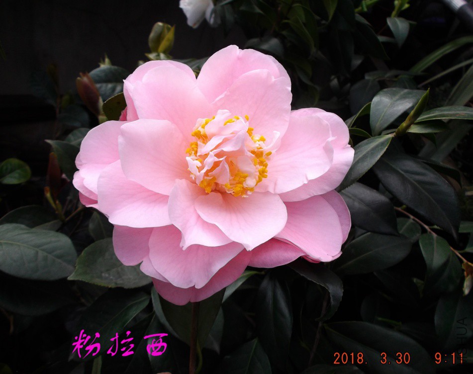 2018330j 015����.jpg