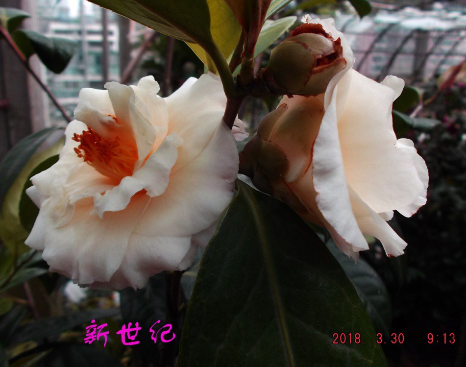 2018330j 018����.jpg