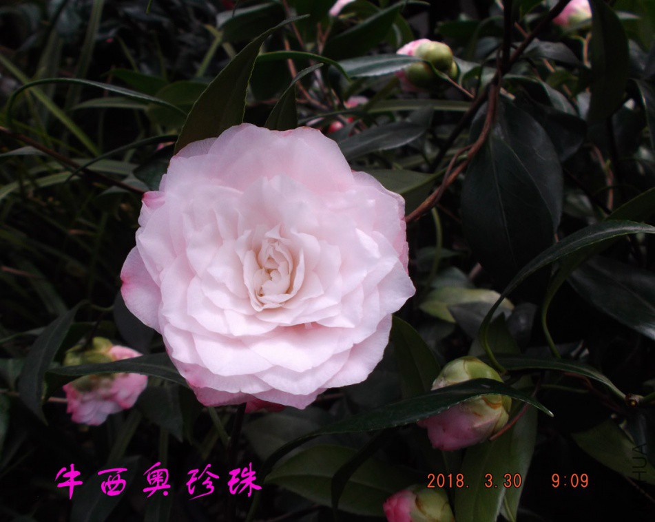 2018330j 007����.jpg