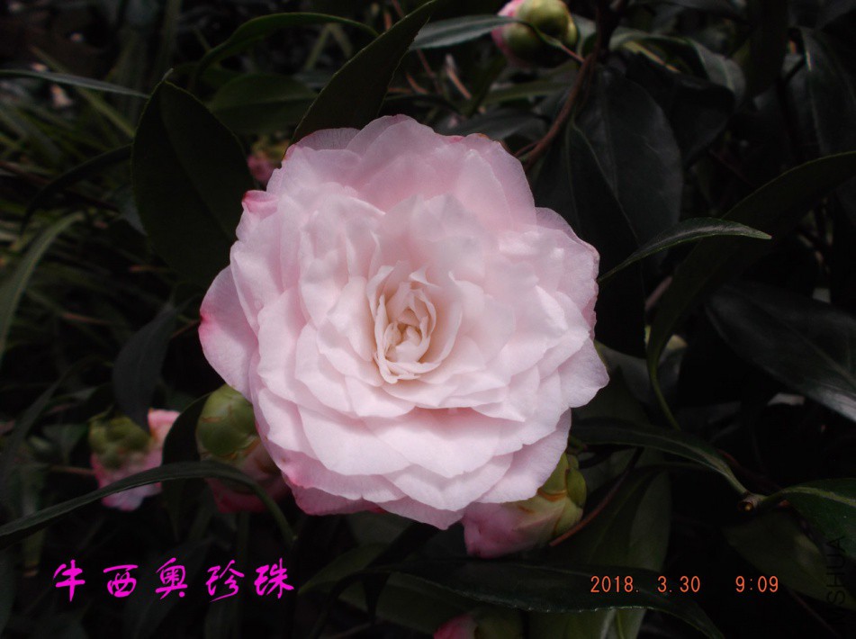 2018330j 008����.jpg