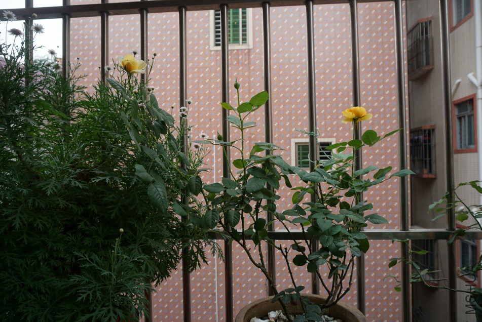 DSC04965.JPG