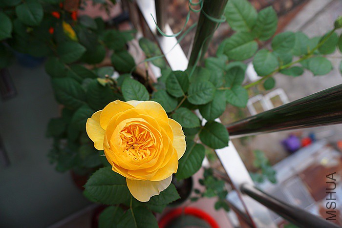 DSC04927_����.jpg