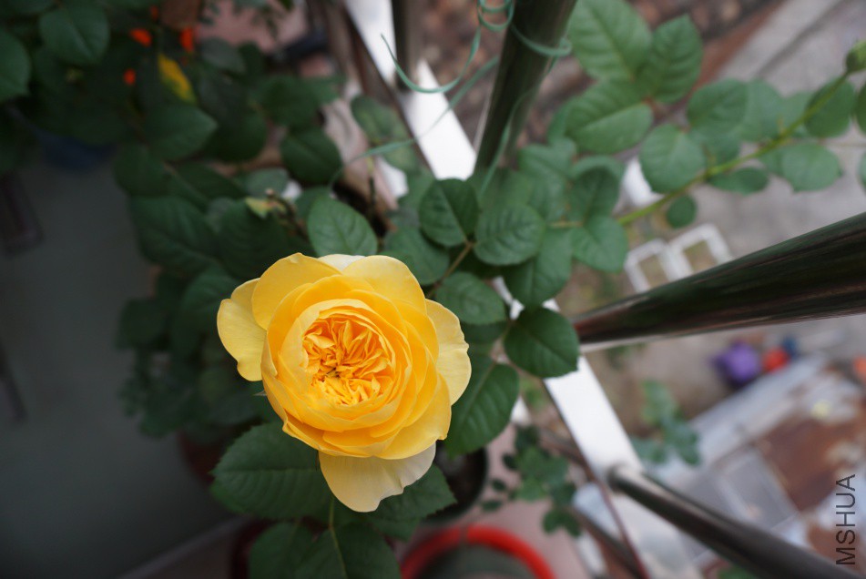DSC04927.JPG
