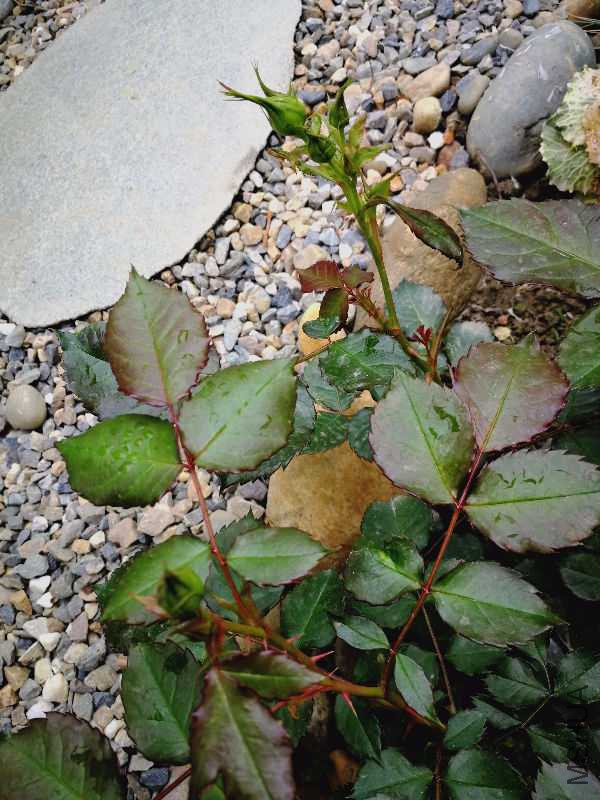 IMG_20180330_173132.jpg