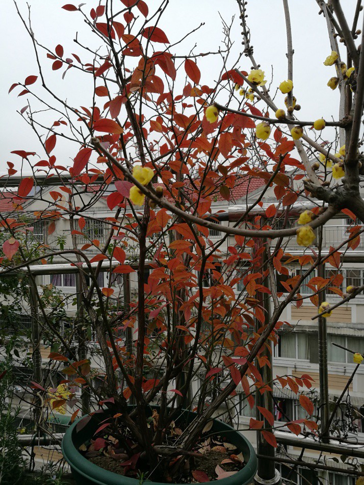 IMG_20171230_102122.jpg