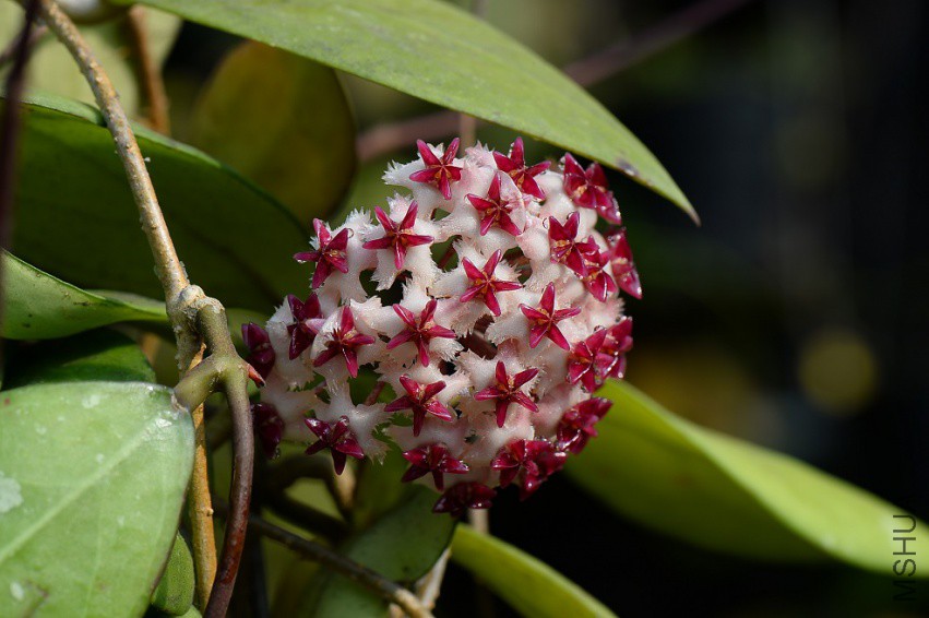 Hoya erythrostemma (new)-0.jpg