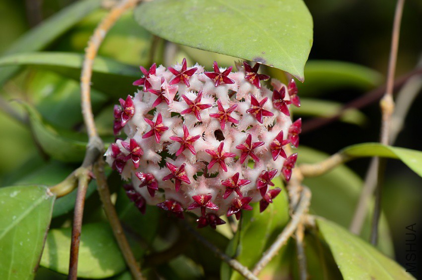 Hoya erythrostemma (new)-1.jpg