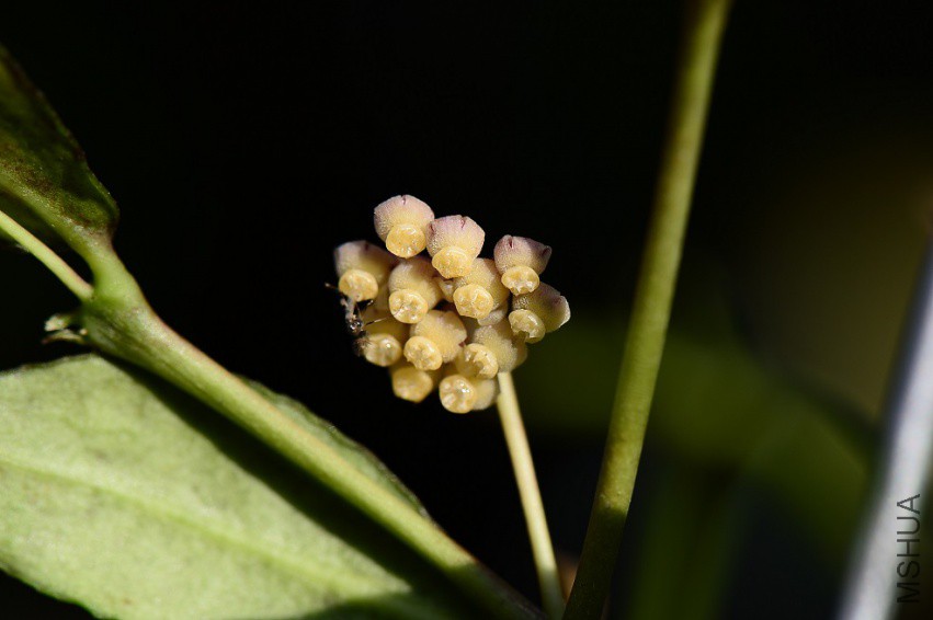 1Hoya ignorata.jpg