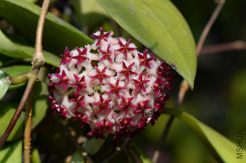Hoya erythrostemma (new)-2.jpg