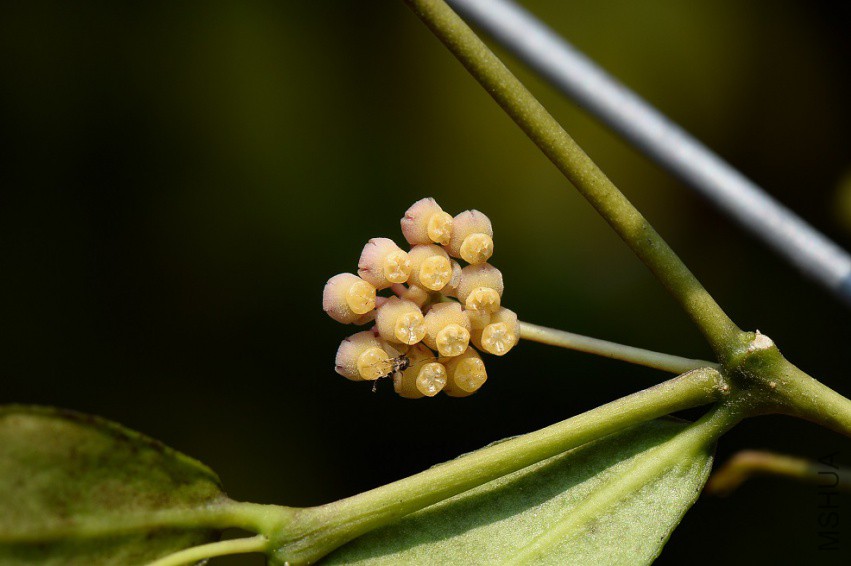 2Hoya ignorata.jpg