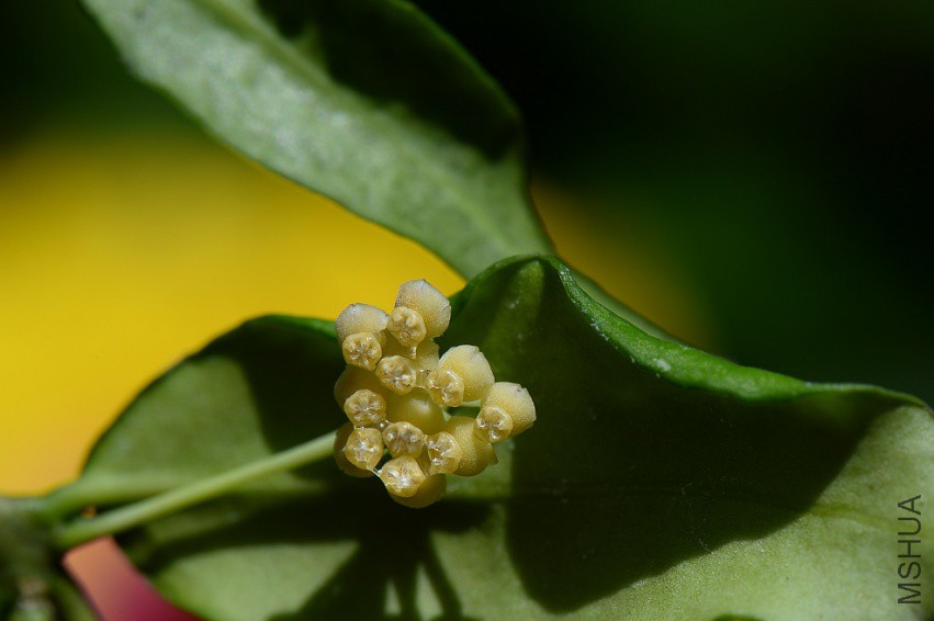 3Hoya ignorata.jpg
