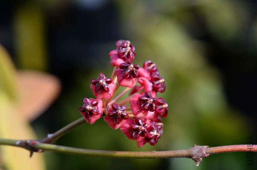 2-Hoya lucardenasiana.jpg