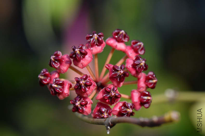 1-Hoya lucardenasiana.jpg