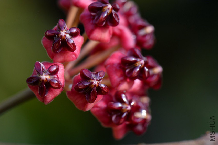 3-Hoya lucardenasiana.jpg