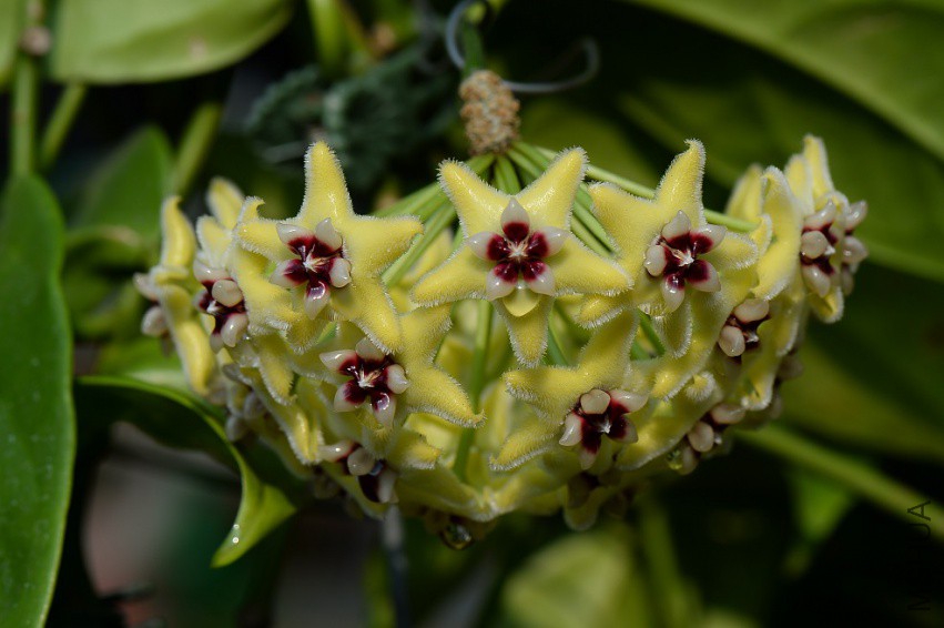 1Hoya halconensis.jpg