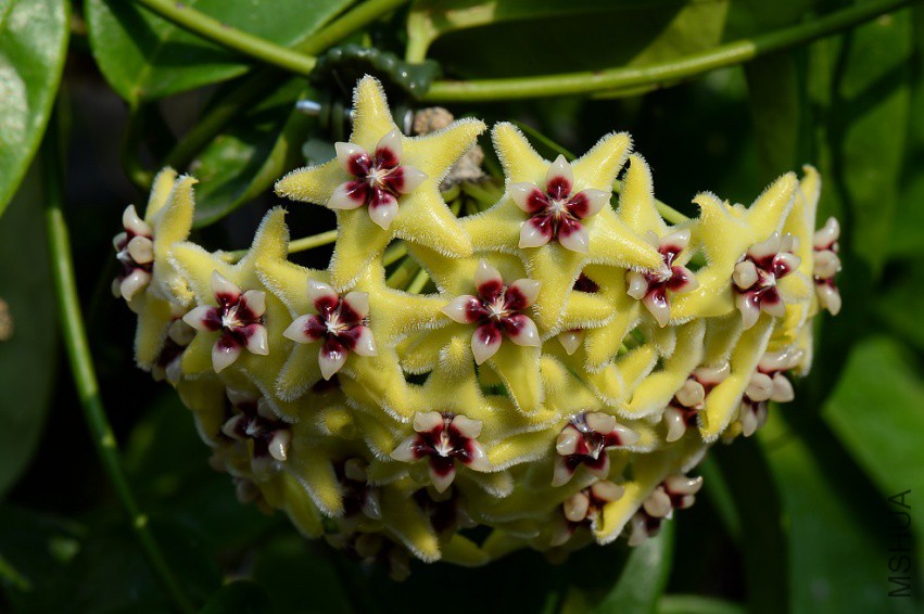 3-Hoya halconensis.jpg