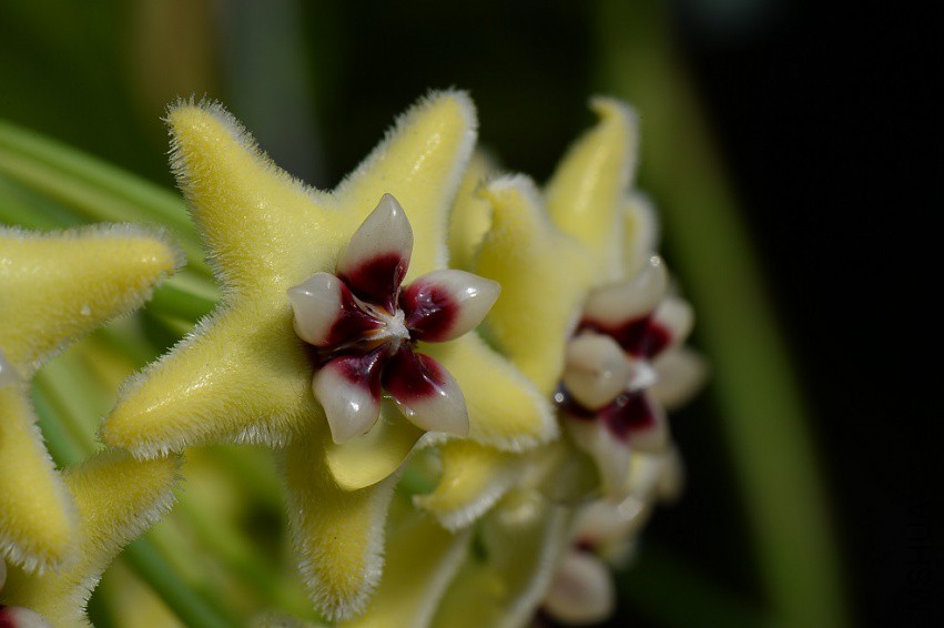 2Hoya halconensis.jpg