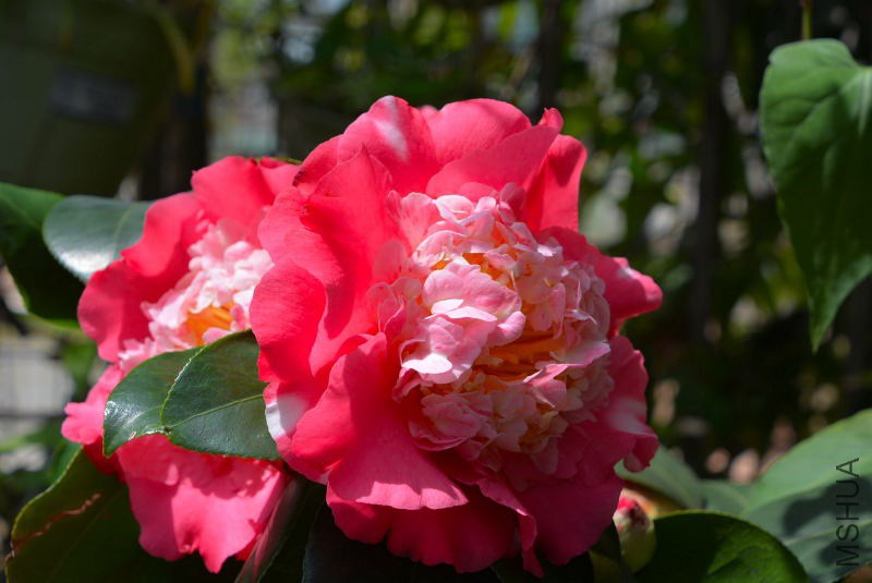 DSC_97590270.JPG