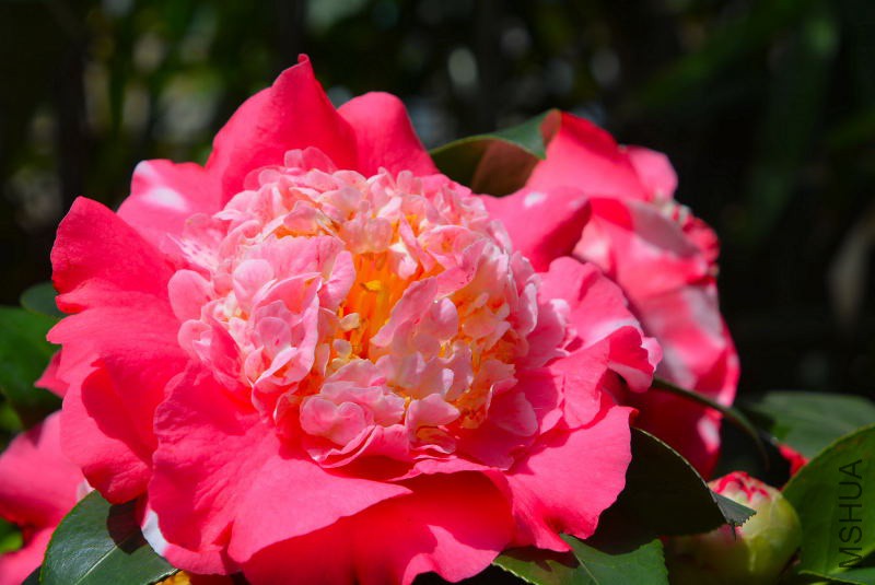 DSC_98090320.JPG