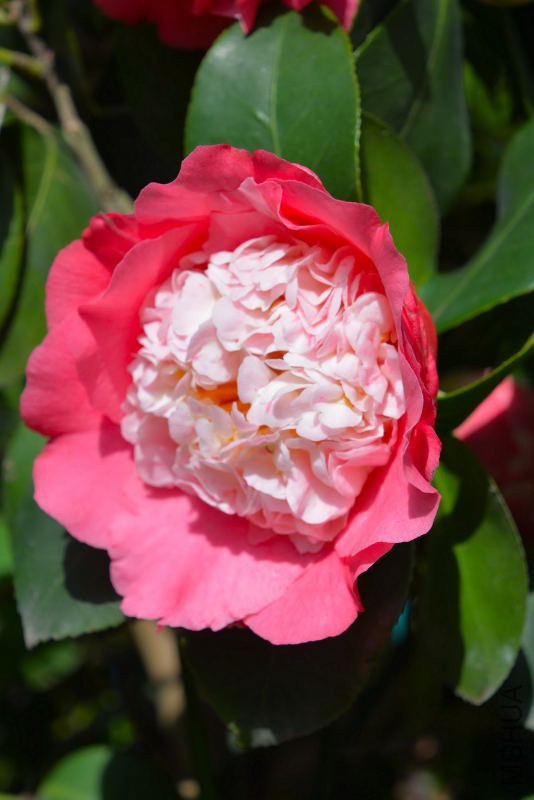 DSC_98120323.JPG
