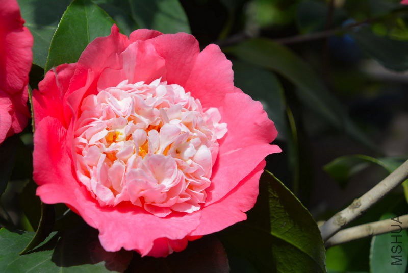 DSC_98140325.JPG