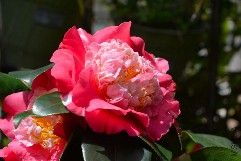 DSC_97760287.JPG