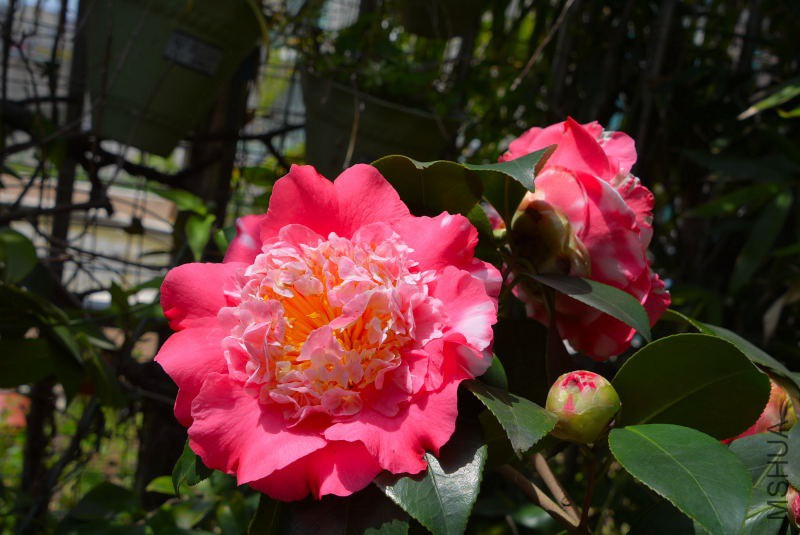 DSC_98000311.JPG