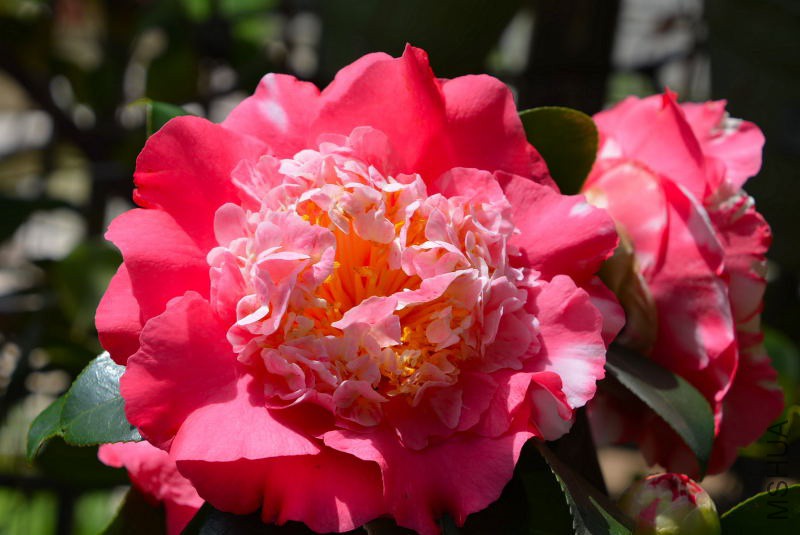 DSC_97710282.JPG