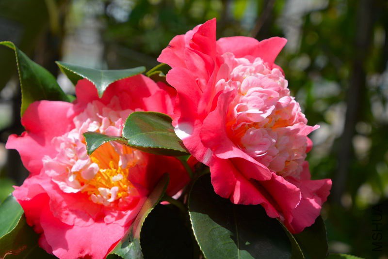 DSC_97730284.JPG
