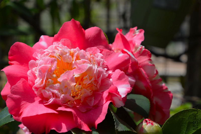 DSC_97770288.JPG