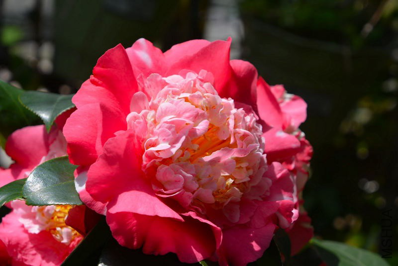 DSC_97720283.JPG