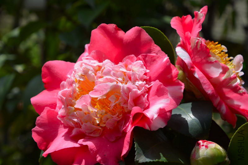 DSC_97780289.JPG